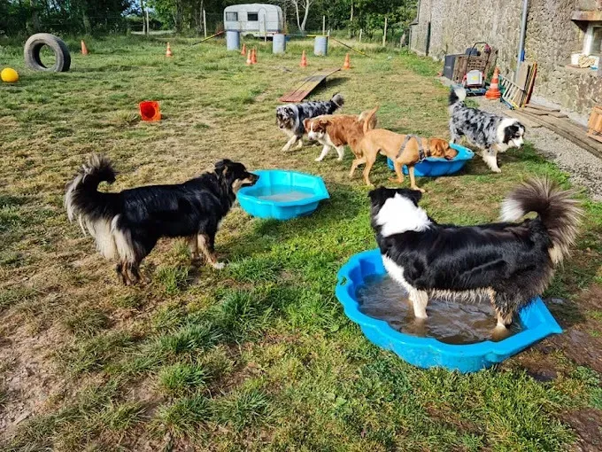 educatrice canin (6)