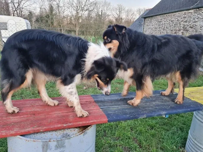 educatrice canin (1)