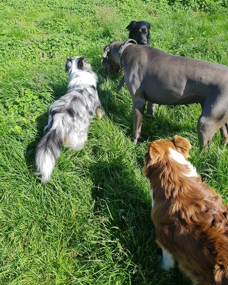 Education canine à Hanvec