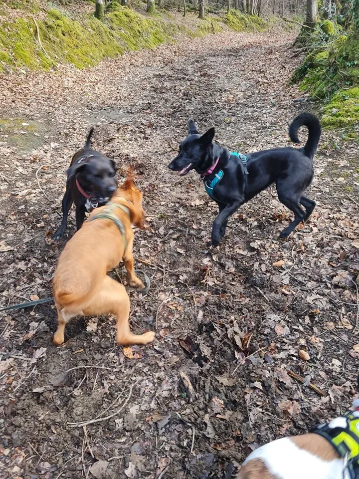 Educateur canin à Hanvec