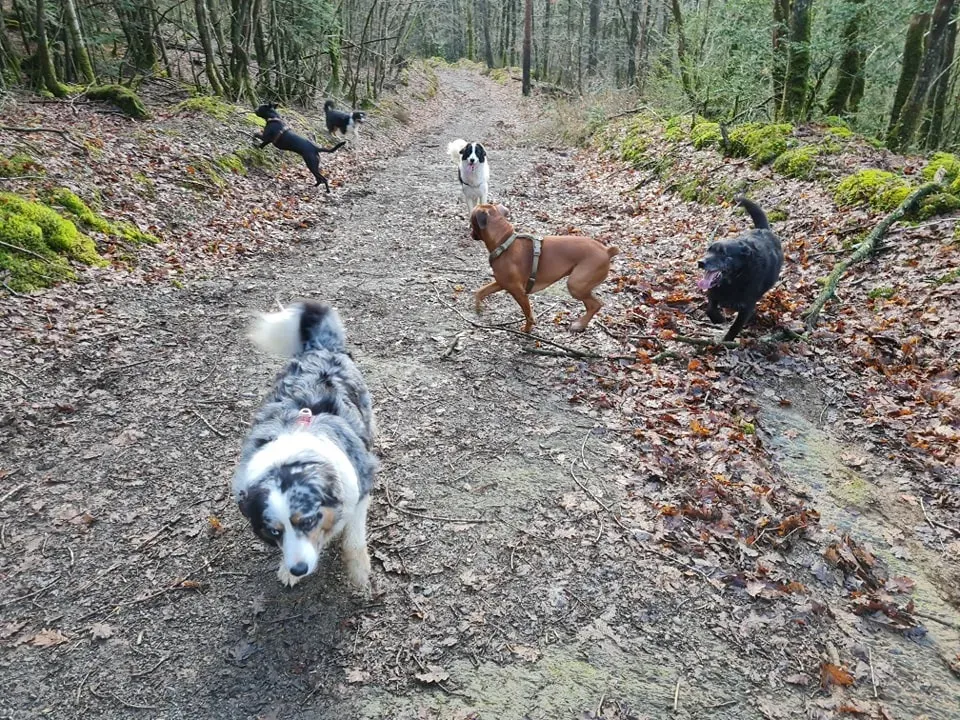 Cours canin collectif à Hanvec