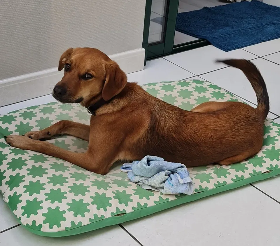 Education chiot à Hanvec